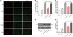 IL-17A Antibody in Western Blot, Immunohistochemistry, Immunohistochemistry (Paraffin) (WB, IHC, IHC (P))