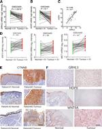 WNT9A Antibody in Immunohistochemistry (IHC)