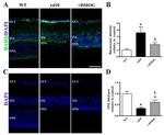 beta-2 Adrenergic Receptor Antibody in Immunohistochemistry (PFA fixed) (IHC (PFA))