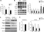 Phospho-eNOS (Ser1177) Antibody in Western Blot (WB)