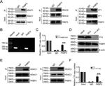 FKBP25 Antibody in Western Blot, Immunoprecipitation (WB, IP)