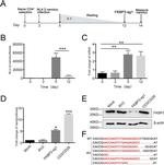 FKBP25 Antibody in Western Blot (WB)