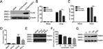 FKBP25 Antibody in Western Blot (WB)