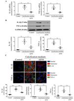 TNF alpha Antibody in Western Blot (WB)