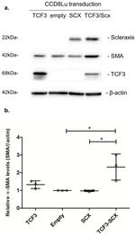 SCXA Antibody in Western Blot (WB)