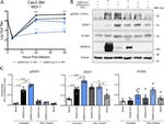 IFITM1 Antibody in Western Blot (WB)