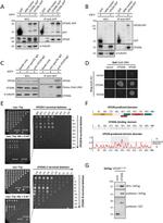 VPS39 Antibody in Western Blot, Immunoprecipitation (WB, IP)