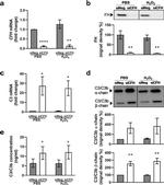 Complement C3 Antibody in Western Blot (WB)