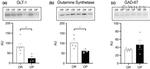 GAD67 Antibody in Western Blot (WB)