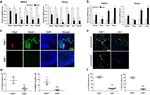 HB9 Antibody in Immunocytochemistry (ICC/IF)