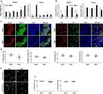 HB9 Antibody in Immunocytochemistry (ICC/IF)