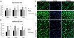 SCXA Antibody in Immunocytochemistry (ICC/IF)