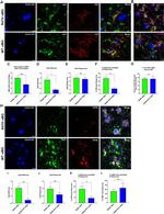 APOE Antibody in Immunohistochemistry (Frozen) (IHC (F))