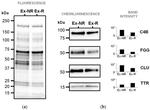 Transthyretin Antibody in Western Blot (WB)