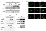 EGFR Antibody