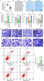 Vimentin Antibody in Immunocytochemistry (ICC/IF)