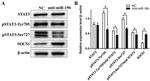 SOCS1 Antibody in Western Blot (WB)