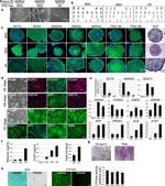 ABCB11 Antibody in Immunocytochemistry (ICC/IF)