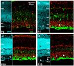 Glutamine Synthetase Antibody in In Situ Hybridization (ISH)