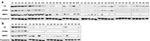 Complement C9 Antibody in Western Blot (WB)