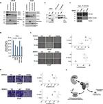 SP1 Antibody in Western Blot (WB)