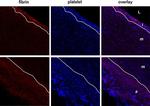 Fibrinogen gamma Antibody in Immunohistochemistry (Frozen) (IHC (F))