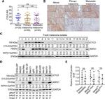 CYLD Antibody in Immunohistochemistry (IHC)