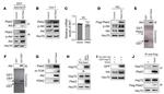 HSPA1A Antibody in Western Blot (WB)