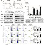 Phospho-B-Raf (Ser602) Antibody in Western Blot (WB)