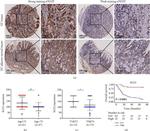 KLF2 Antibody in Immunohistochemistry (IHC)