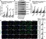 BMP-2 Antibody in Western Blot (WB)