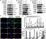 TBX20 Antibody in Western Blot (WB)