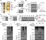 ZFP91 Antibody in Western Blot (WB)