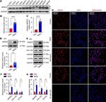 SRSF6 Antibody in Western Blot, Immunocytochemistry (WB, ICC/IF)