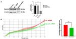 Spastin Antibody in Western Blot (WB)