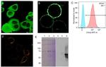 B7-H4 Antibody in Immunocytochemistry (ICC/IF)