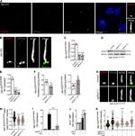 DHCR7 Antibody in Immunocytochemistry (ICC/IF)