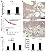 IL-18 Antibody in Immunohistochemistry (Paraffin) (IHC (P))