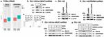 SERPINB9 Antibody in Western Blot (WB)