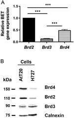 Cytochrome C1 Antibody in Western Blot (WB)