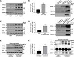 RTN3 Antibody in Western Blot (WB)