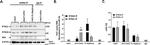 RTN3 Antibody in Western Blot (WB)