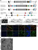 Lass2 Antibody in Western Blot (WB)