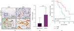 USP43 Antibody in Immunohistochemistry (IHC)