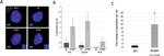 CENPC Antibody in Immunocytochemistry (ICC/IF)