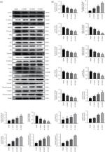 FAT4 Antibody in Western Blot (WB)