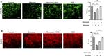 BDNF Antibody in Immunohistochemistry (IHC)