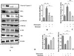 Caspase 3 Antibody in Western Blot (WB)