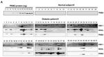 KIM-1 Antibody in Western Blot (WB)