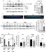 IL-18 Antibody in Western Blot (WB)